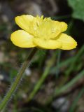 Смотреть изображение Ranunculus paucidentatus