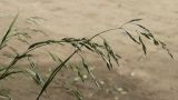 View full-size image Festuca arundinacea