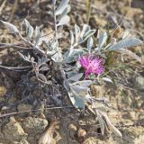 View full-size image Psephellus marschallianus