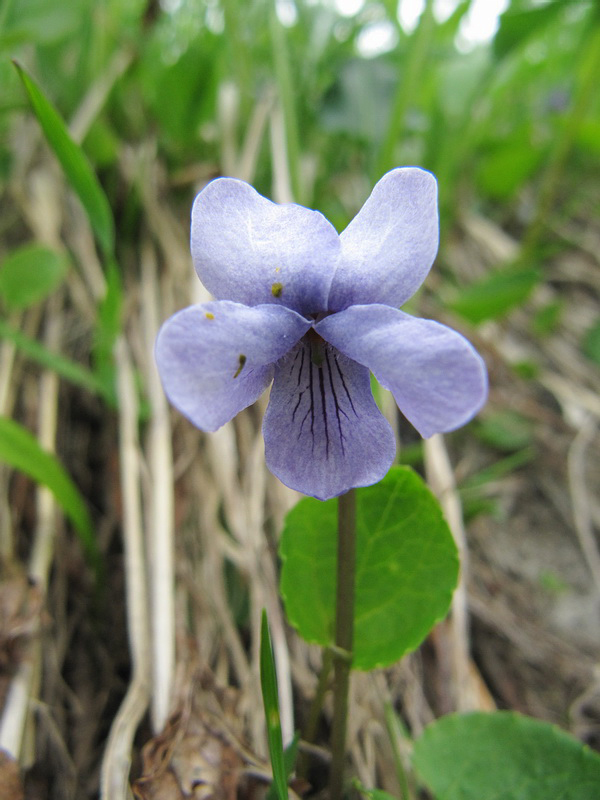 Image of Viola epipsila specimen.