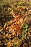 View full-size image Cerasus avium