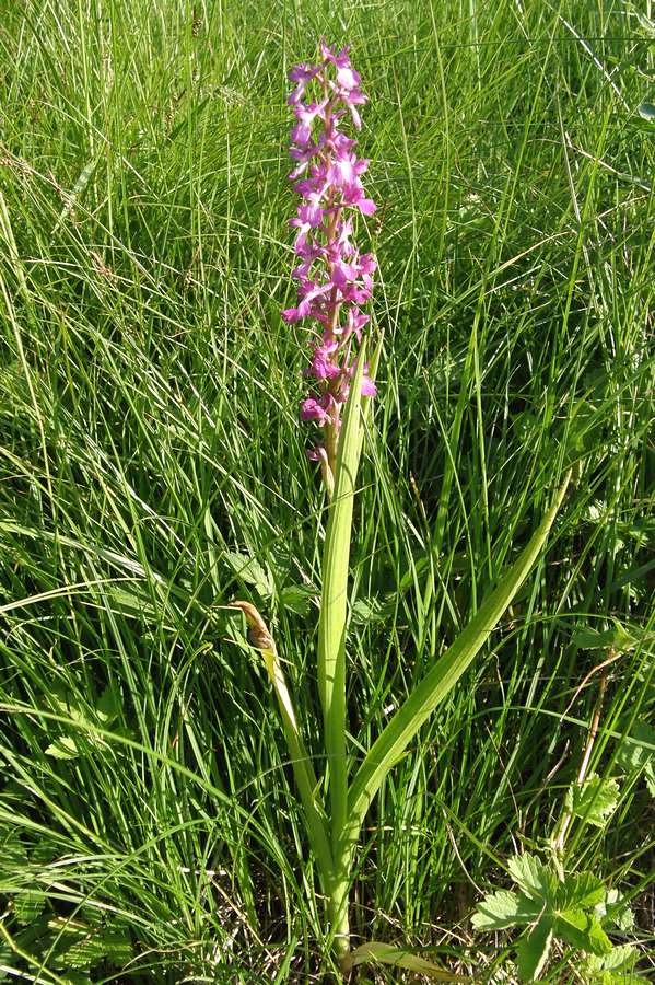 Image of Anacamptis laxiflora ssp. elegans specimen.