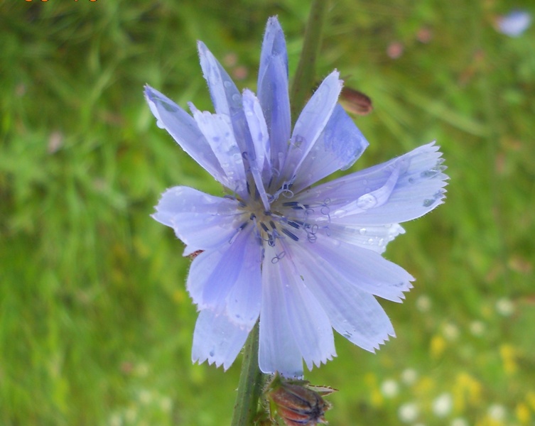 Image of Cichorium intybus specimen.