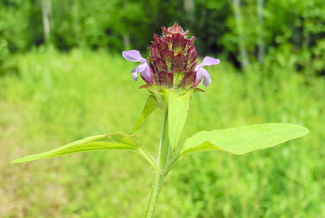 Изображение особи Prunella japonica.