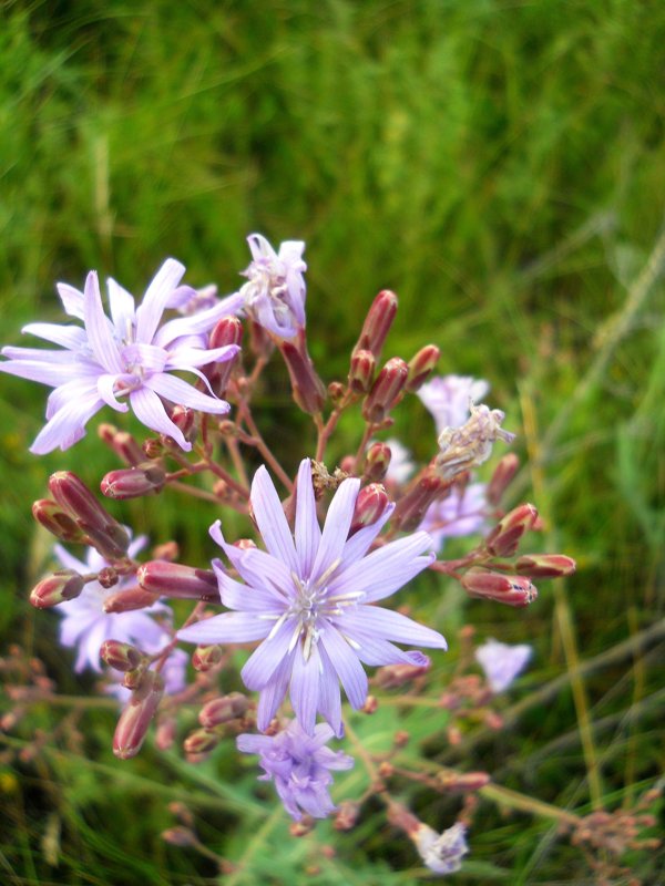 Image of Lactuca tatarica specimen.