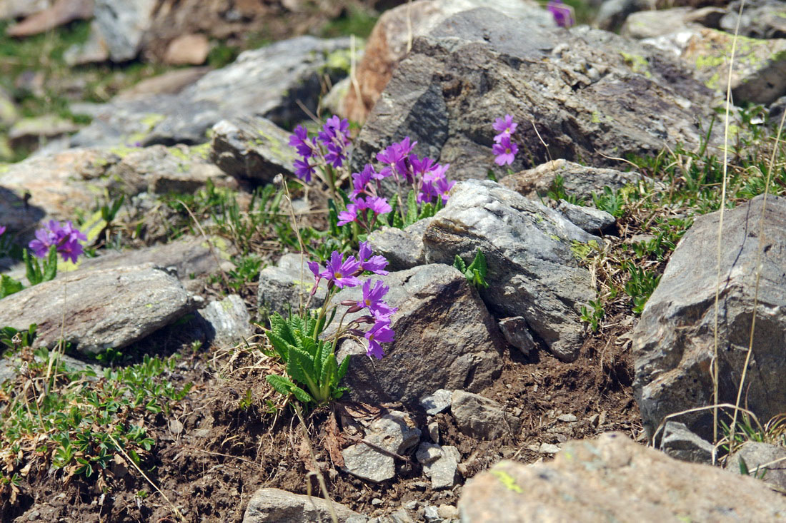 Image of Primula amoena specimen.