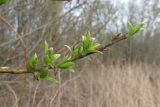 Salix myrsinifolia. Верхушка побега с соцветиями. Окр. Архангельска, окраина ивняка. 19.05.2011.