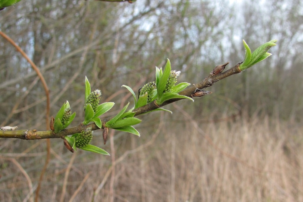 Image of Salix myrsinifolia specimen.