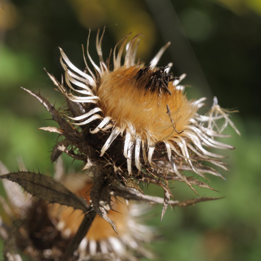 Image of Carlina fennica specimen.