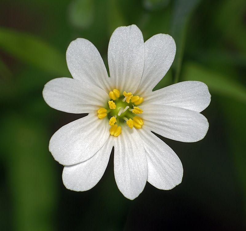 Image of Stellaria holostea specimen.