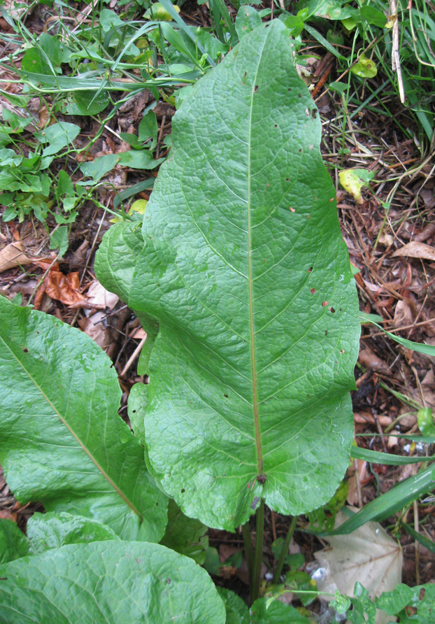 Image of Rumex sylvestris specimen.