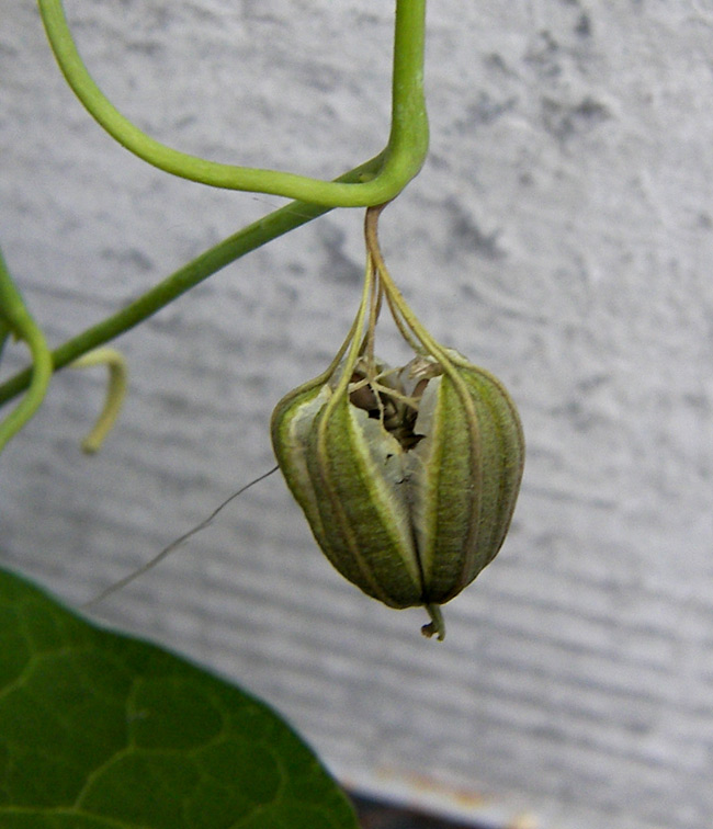 Image of Aristolochia fimbriata specimen.