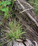 Carex brunnescens. Плодоносящее растение. Архангельская обл., Вельский р-н, окр. пос. Усть-Шоноша. 23.06.2011.