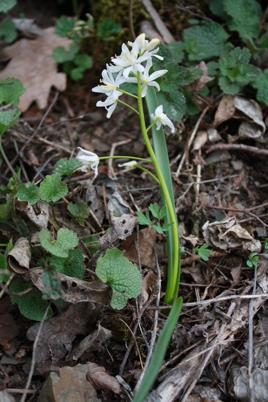 Image of Scilla bifolia specimen.