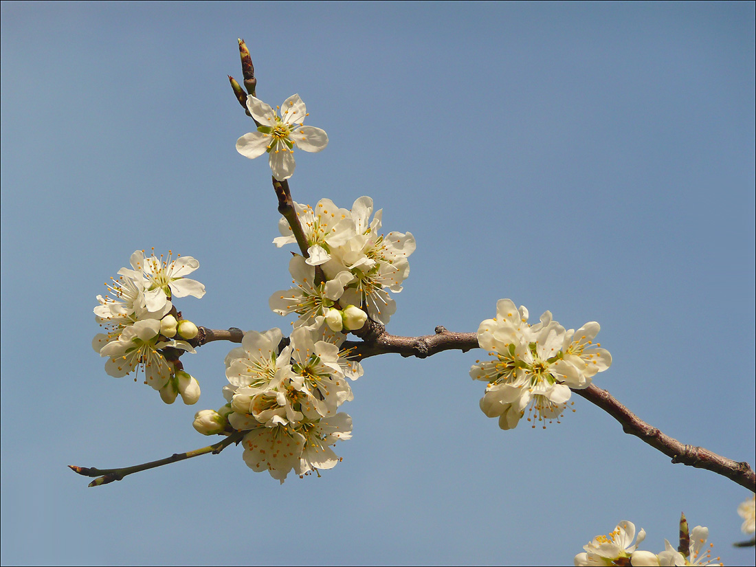 Image of Prunus domestica specimen.