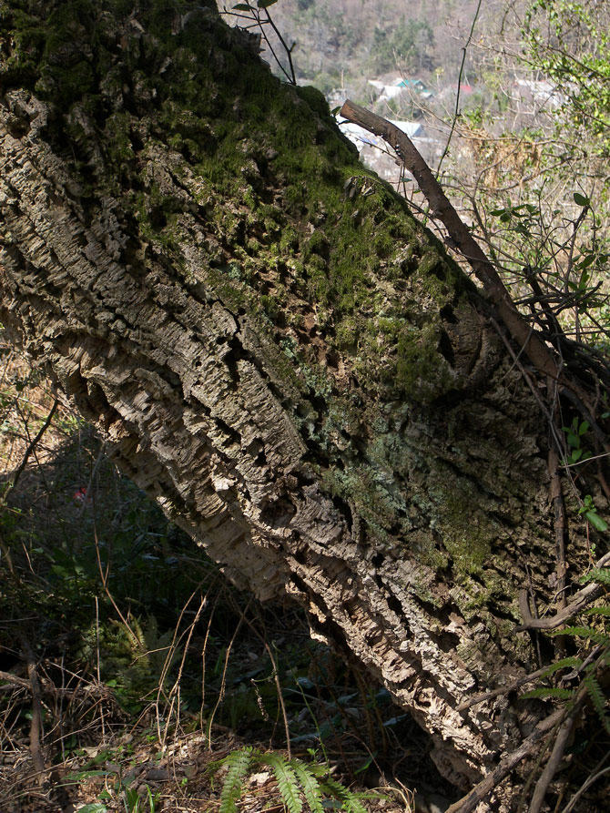 Изображение особи Quercus suber.