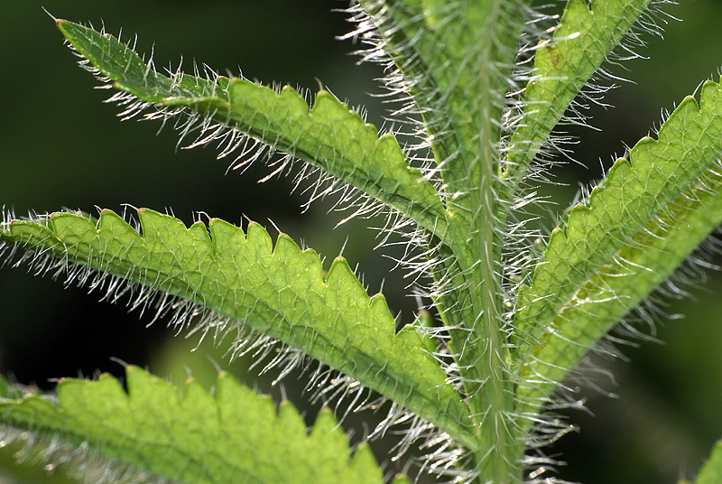 Изображение особи Papaver setiferum.