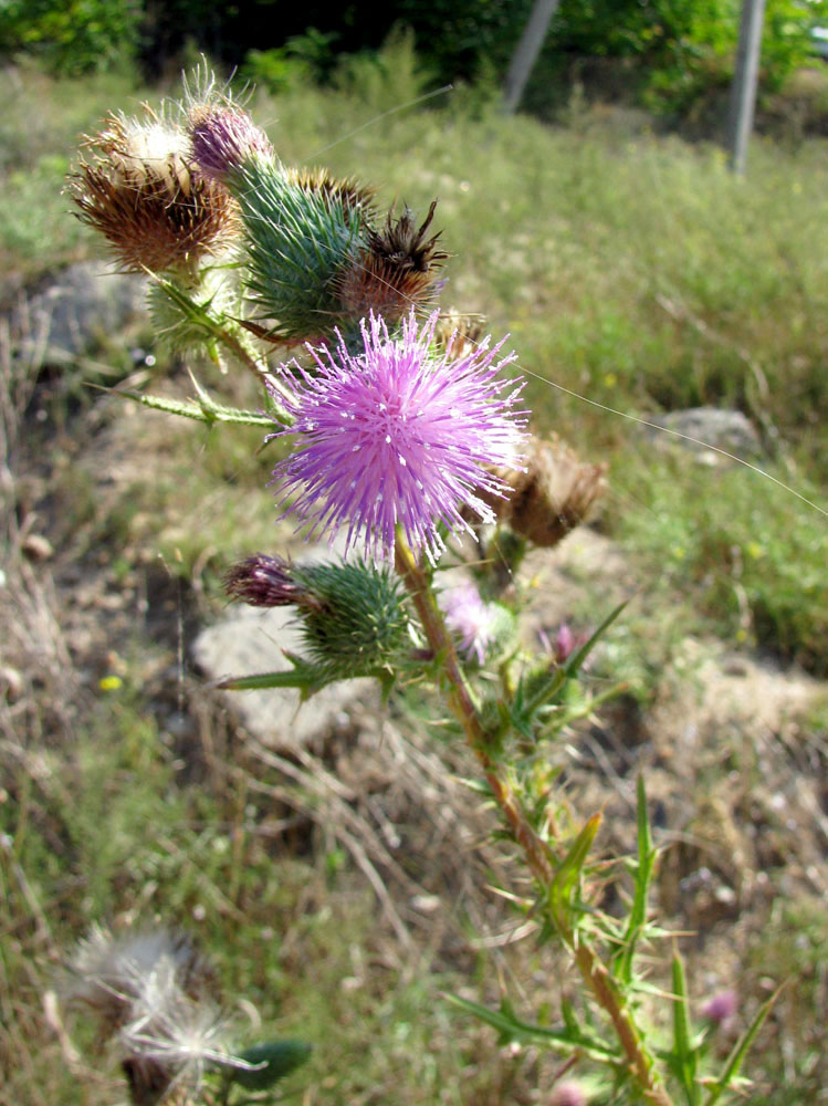 Image of Cirsium vulgare specimen.