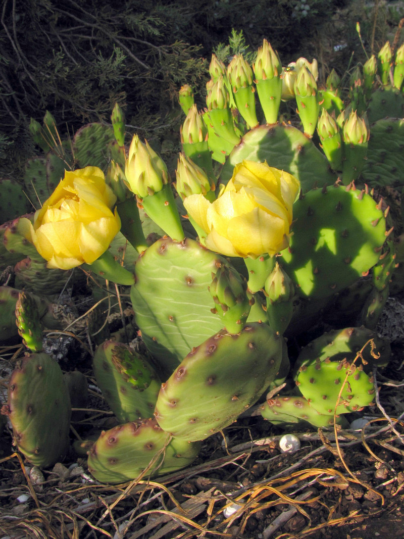 Image of Opuntia humifusa specimen.