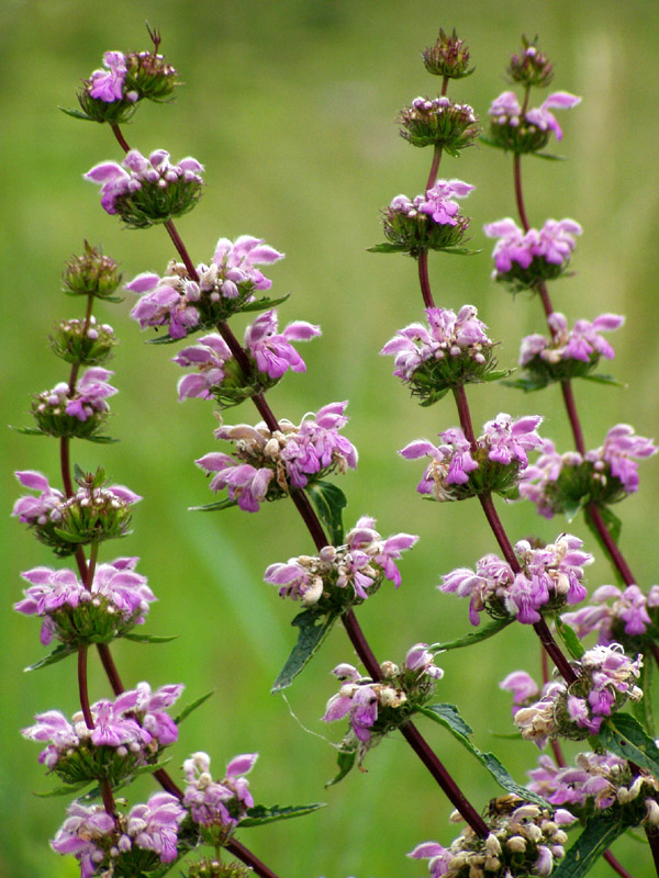 Image of Phlomoides tuberosa specimen.