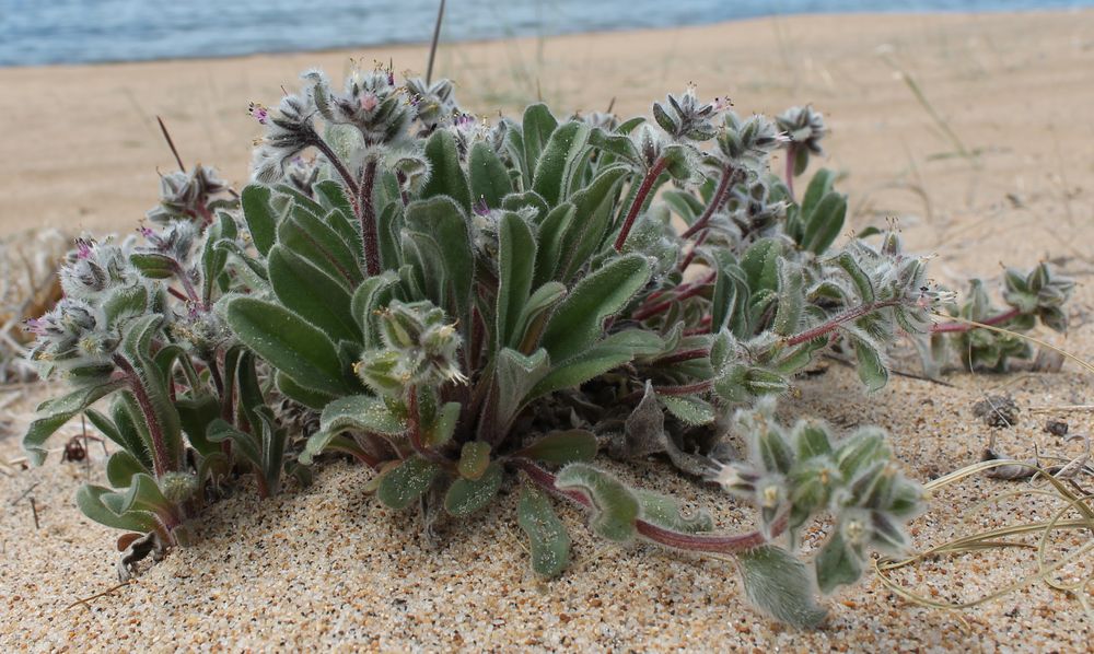 Изображение особи Craniospermum subvillosum.