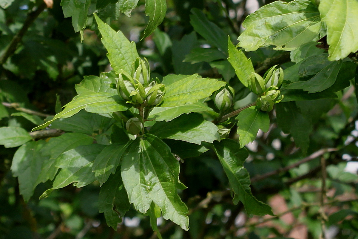 Image of Hibiscus syriacus specimen.