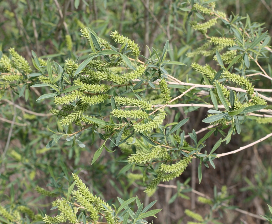 Image of Salix vinogradovii specimen.