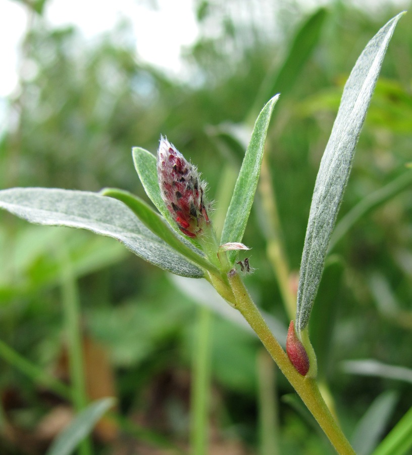 Изображение особи Salix rosmarinifolia.