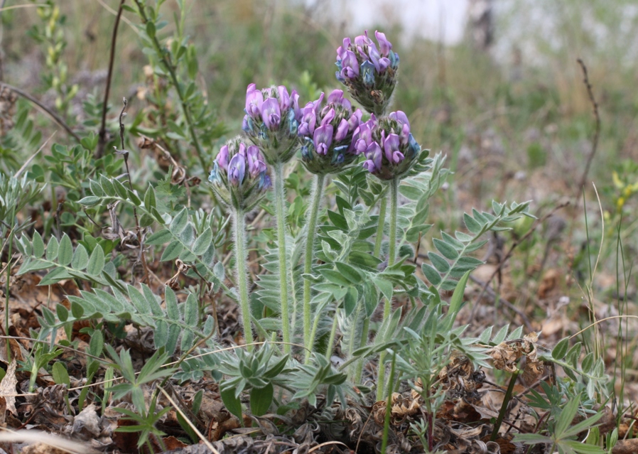 Image of Oxytropis demidovii specimen.