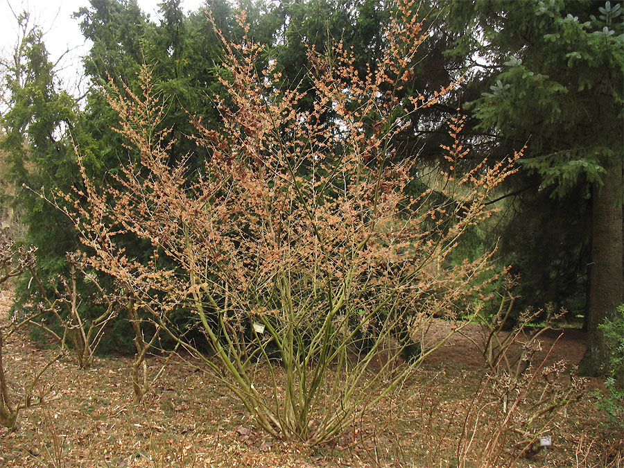 Image of Hamamelis vernalis specimen.