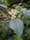 Fallopia baldschuanica