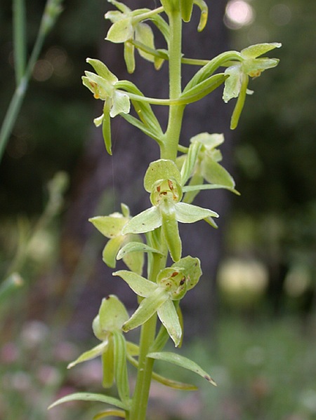 Изображение особи Platanthera holmboei.