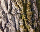 Quercus robur. Часть ствола, покрытая мхом. Подмосковье, окр. г. Одинцово, дубовая роща. Март 2013 г.