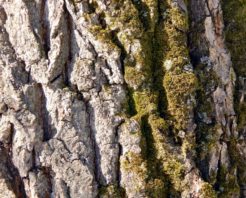 Image of Quercus robur specimen.