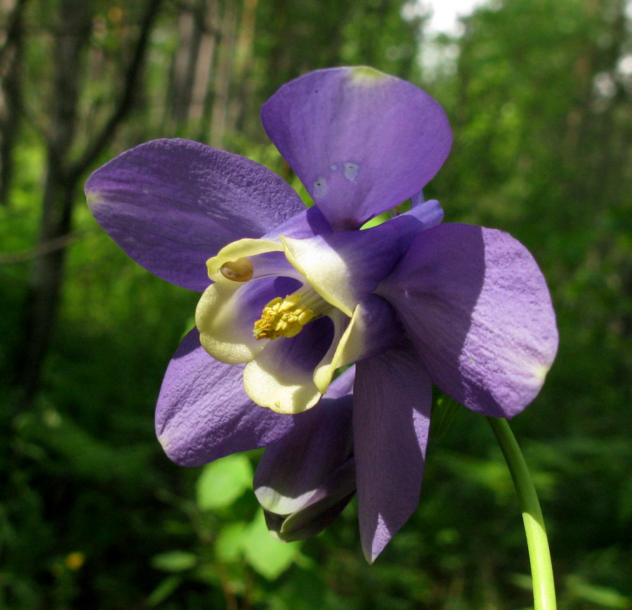 Image of Aquilegia sibirica specimen.