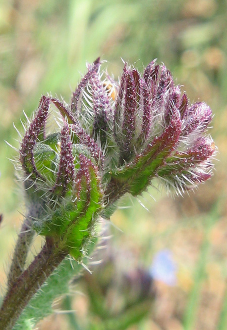 Image of genus Lycopsis specimen.