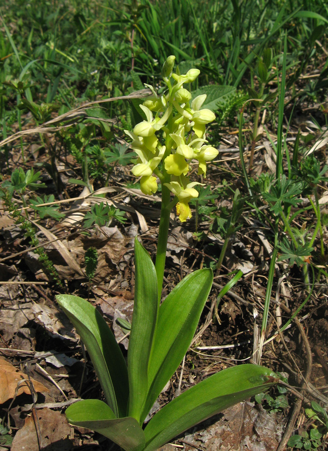 Image of Orchis pallens specimen.