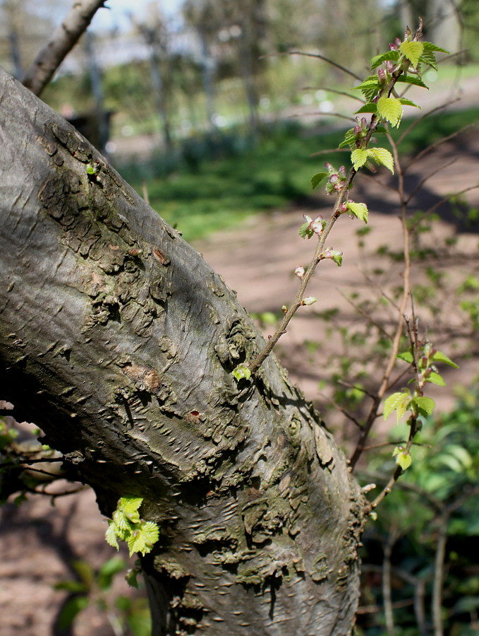 Image of Ulmus &times; hollandica specimen.