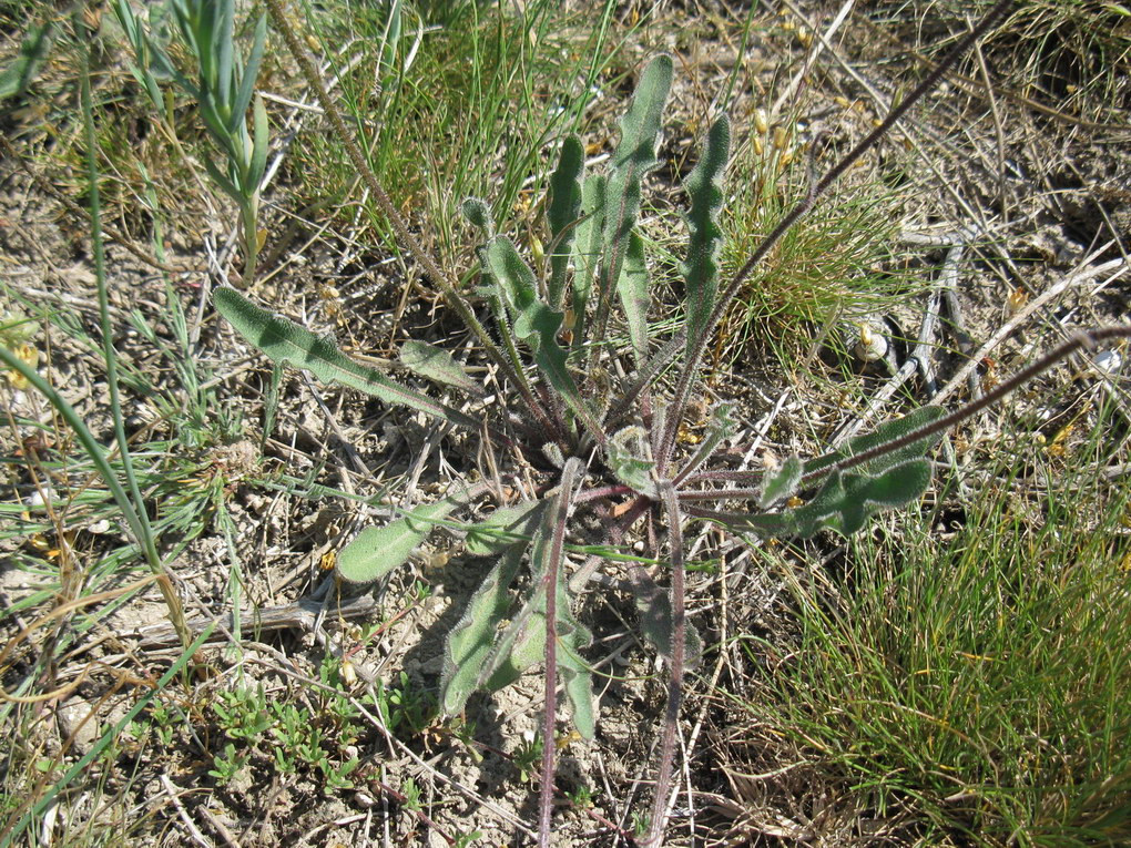 Image of Leontodon biscutellifolius specimen.