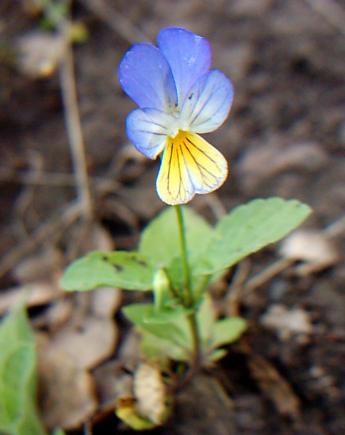 Image of Viola tricolor specimen.