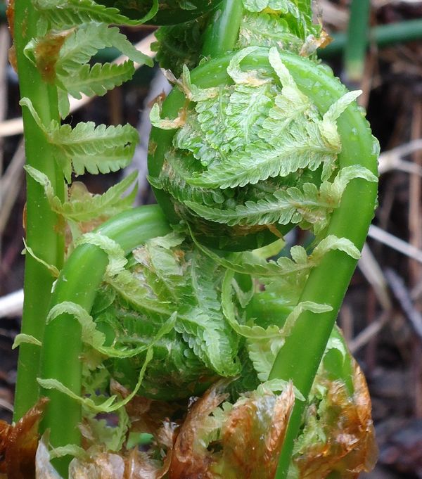 Изображение особи Matteuccia struthiopteris.