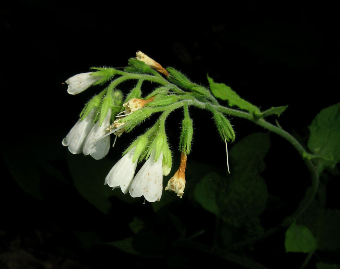 Image of Symphytum tauricum specimen.