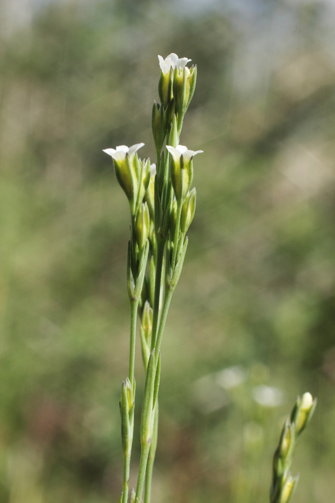 Image of Petrorhagia alpina specimen.