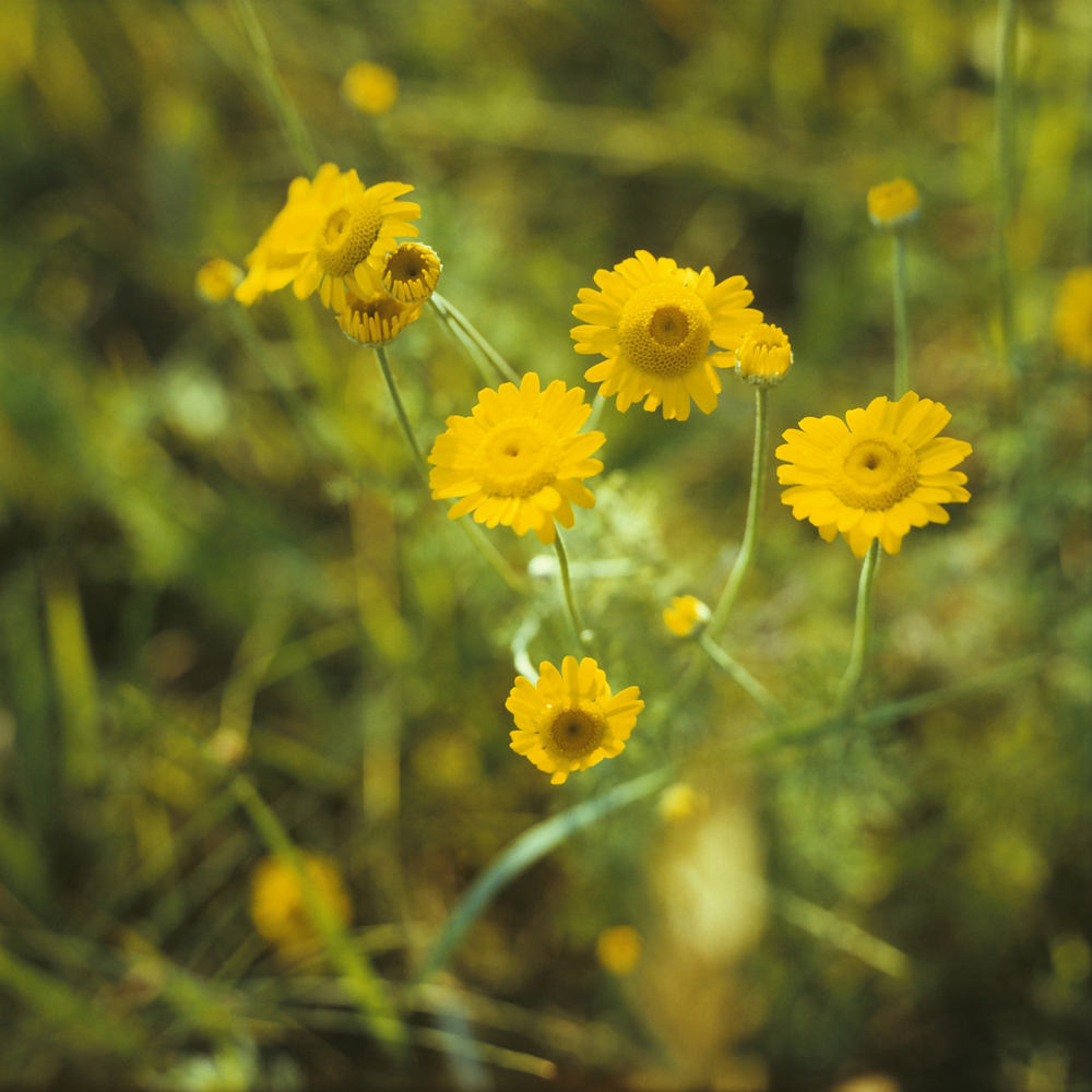 Image of Anthemis tinctoria specimen.