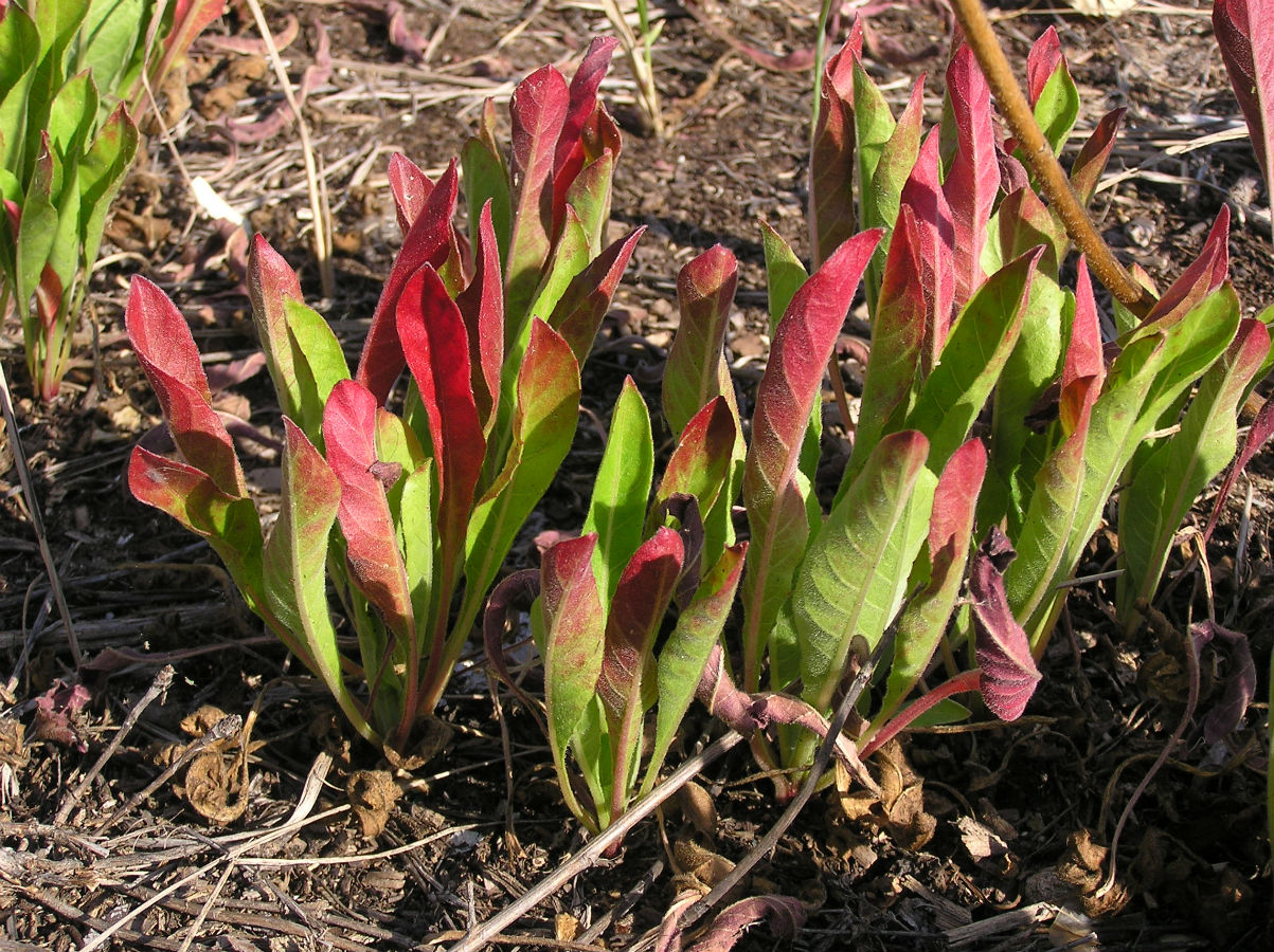 Image of Oenothera biennis specimen.