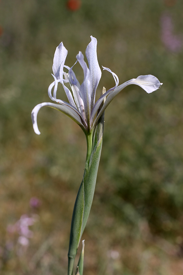 Изображение особи Iris songarica.