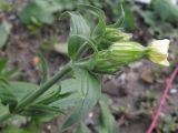 Melandrium latifolium. Верхушка побега с соцветием. Краснодарский край, Крымский р-н, окр. ст. Нижнебаканская, обочина лесной дороги. 30.09.2013.