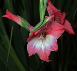 Gladiolus × colvillei. Цветок и бутон. Московская обл., Раменский р-н, окр. дер. Хрипань, садовый участок. 20.08.2013.