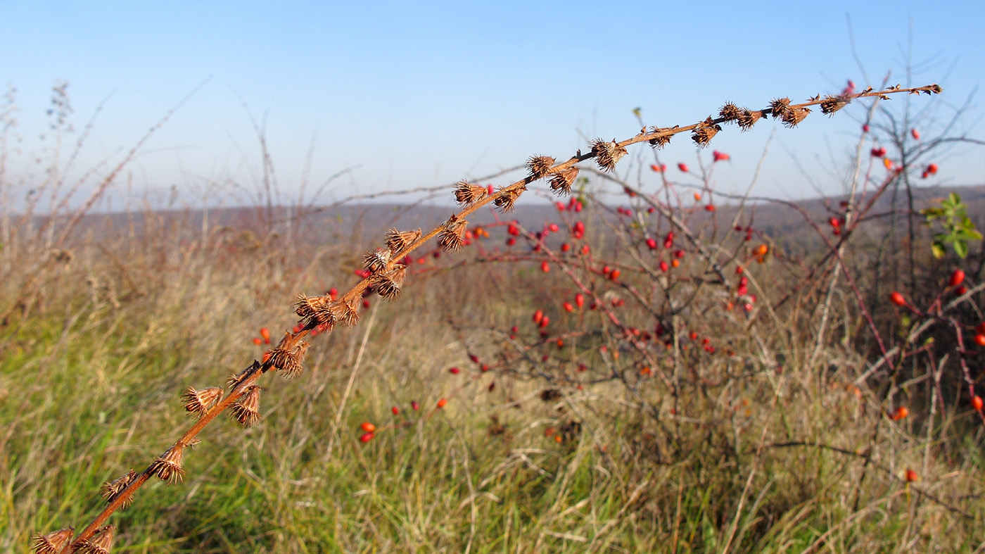 Image of Agrimonia eupatoria specimen.