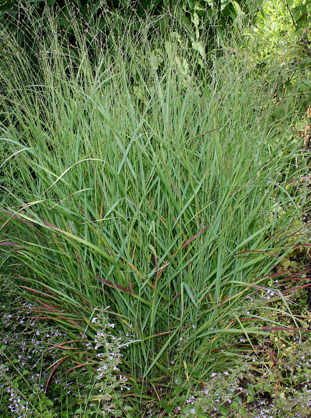 Image of Panicum virgatum specimen.